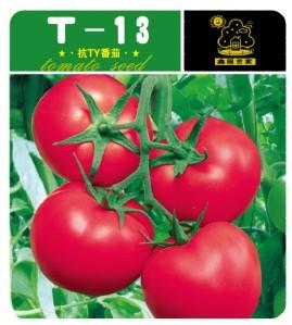 T-13——番茄种子
