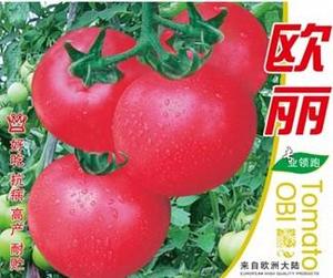 欧丽——番茄种子