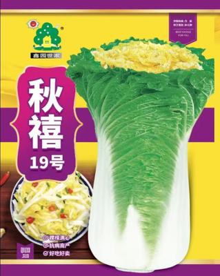 秋禧19号