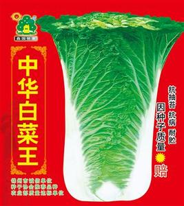 中华白菜王——白菜种子